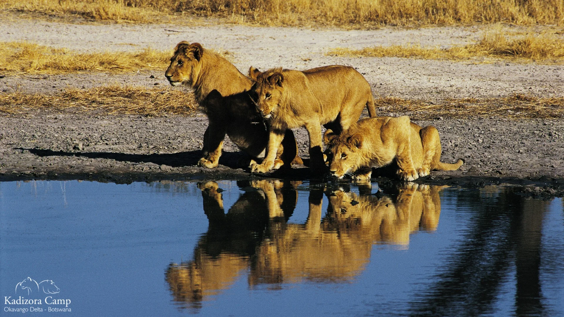 7 Day Highlights of Botswana Safari