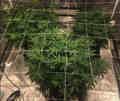 Vegetative cannabis plants ready to be defoliated