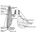 anatomy-of-poultry-feather