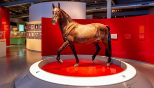 westfälisches pferdemuseum polydor