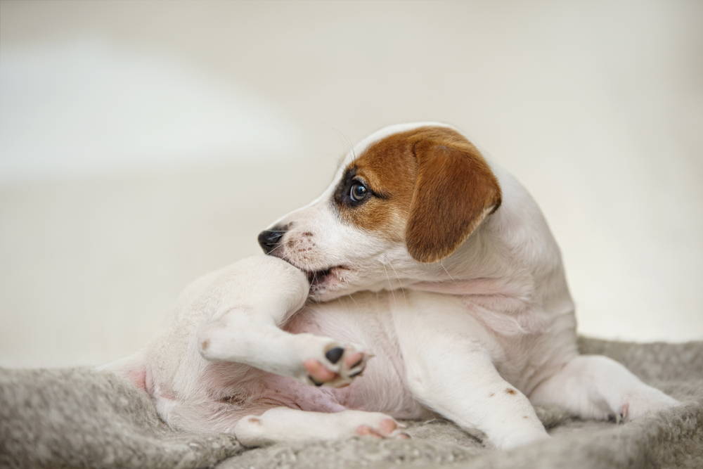 Beagle puppy chewing his knee due to skin allergies