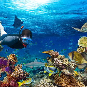 Snorkeling in Koh Samui & Koh Tao