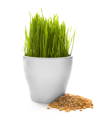 Pets and wheat grass