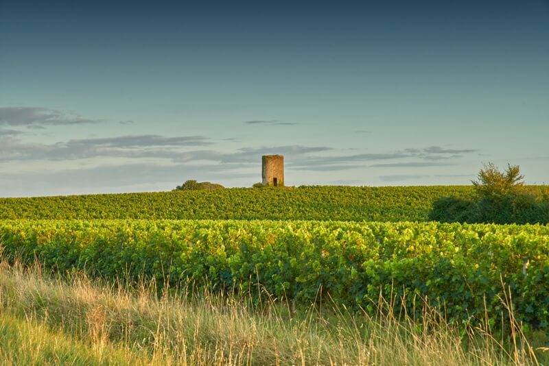 wine grapes & chateau puybarbe