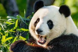 kindergeburtstag im zoo panda