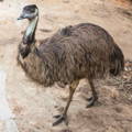 gypsy-shoals-farm-emu-standing-tall