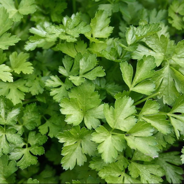 persil-plat