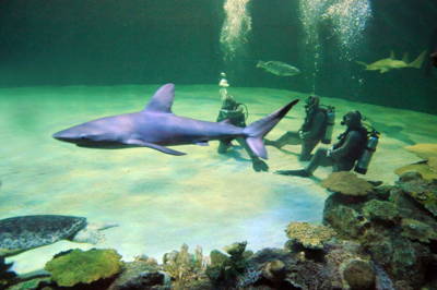 Shark Reef - Mandalay Bay Uploaded on 2021-12-14