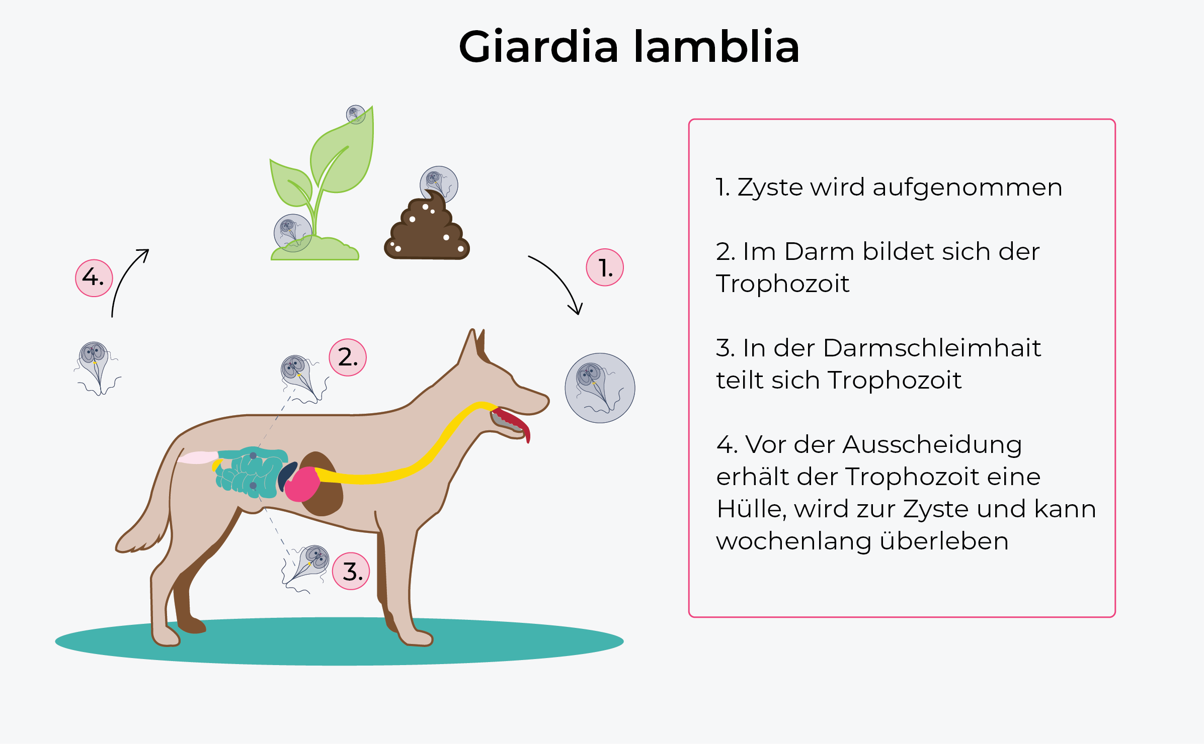 Abbildung: Lebenszyklus von Giardien bei Hunden