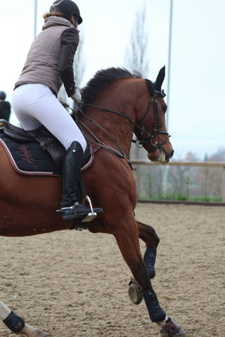 kunststoffbeschlag, pferd, reitsport, springen