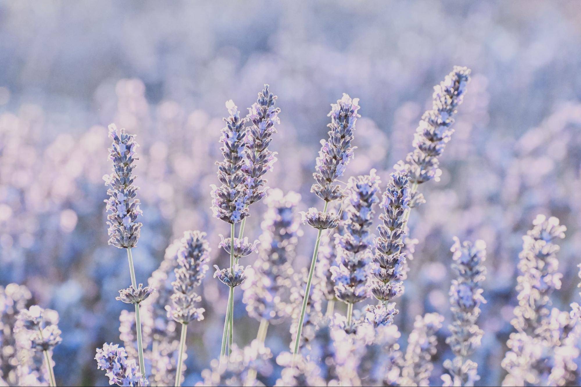 field of lavender flowers