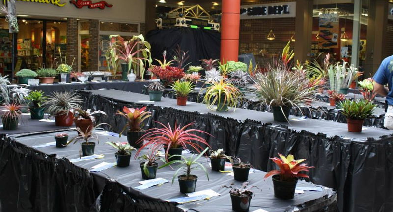 River Ridge Bromeliad Society Show & Sale