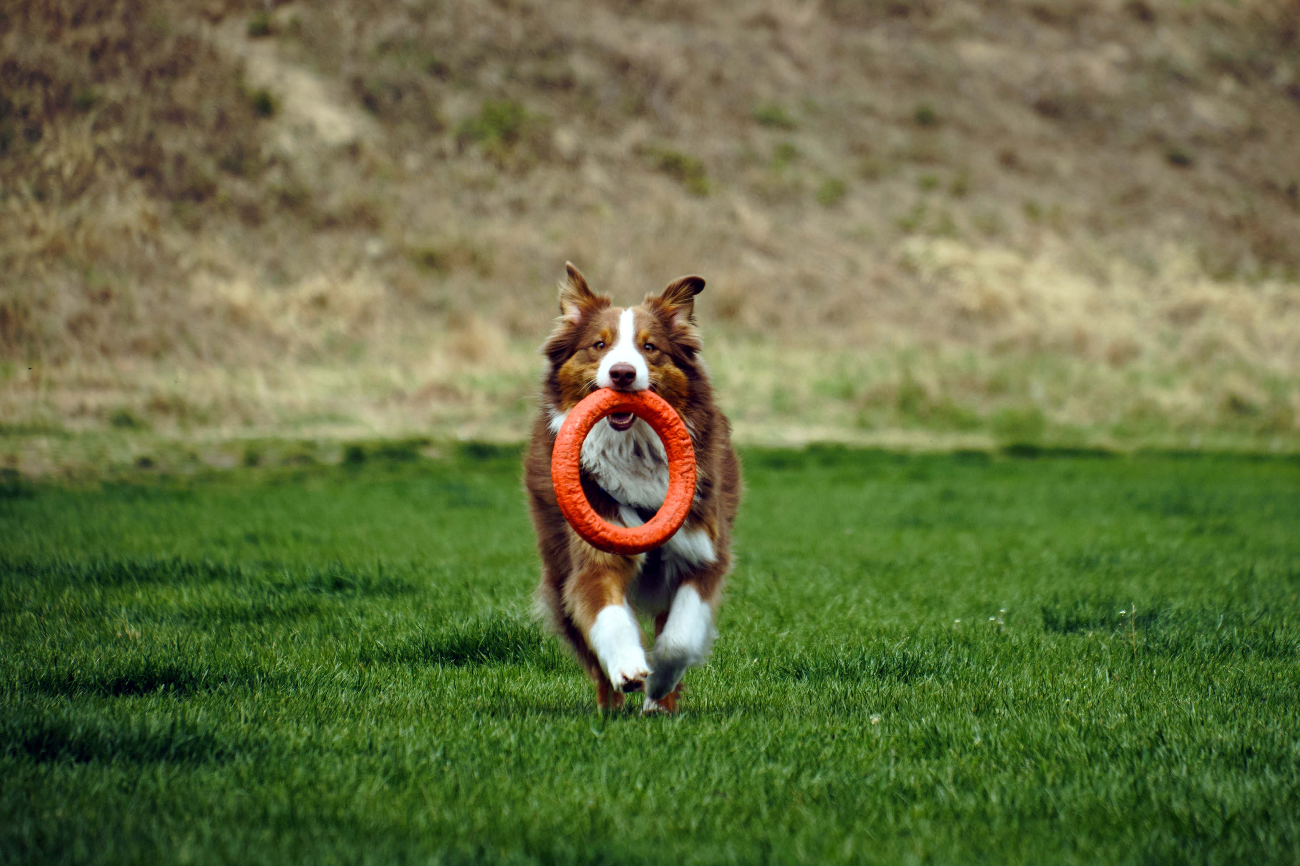 Scout