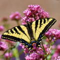 swallowtail butterfly perched on a lavender