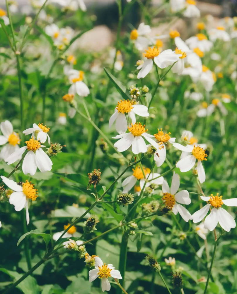 Phyto-Retinol