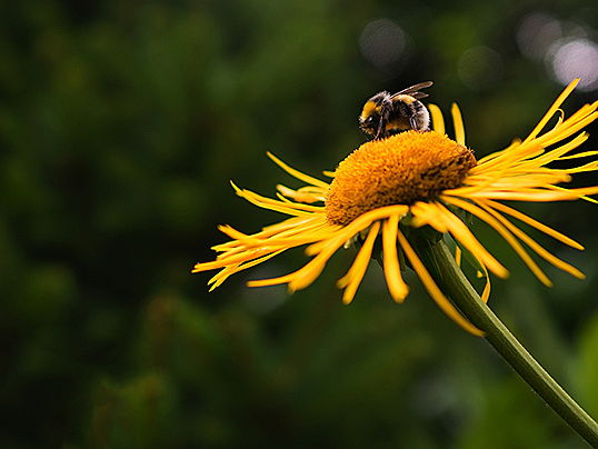  Kinsale
- So schaffen Sie einen bienenfreundlichen Garten, dem die fleißigen Bestäuber nicht widerstehen können.