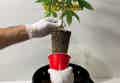 Cannabis seedling root ball being held out of the red solo cup by two hands wearing white rubber gloves