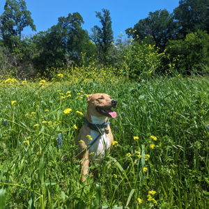 Honeymoon Fund: Dog Boarding for Queso