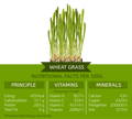 Infographic of wheat grass nutritional facts per 100 grams; shows daily values of Vitamins A, C, and E, Thiamin, Calcium, Copper, Manganese, and Iron
