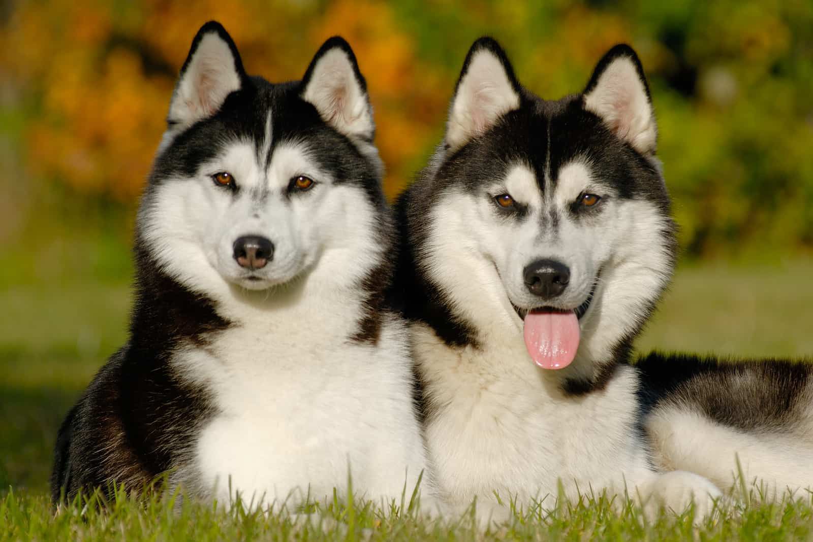 male husky chis versus females