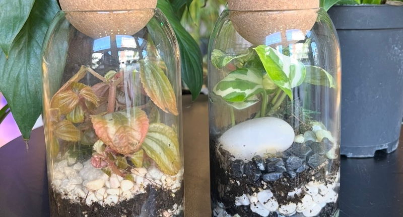 June Terrarium Class at Roots KC River Market