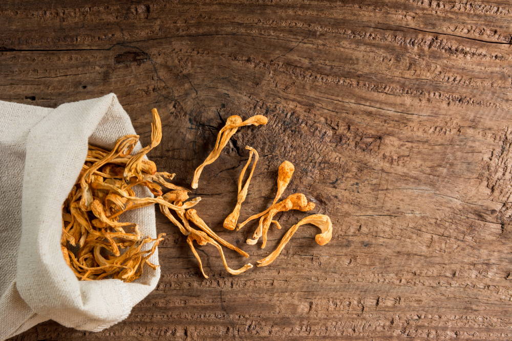 Cordyceps mushroom on wooden table