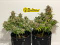 Two autoflowering marijuana plants with a BudTrainer sticker at the back, in between the two