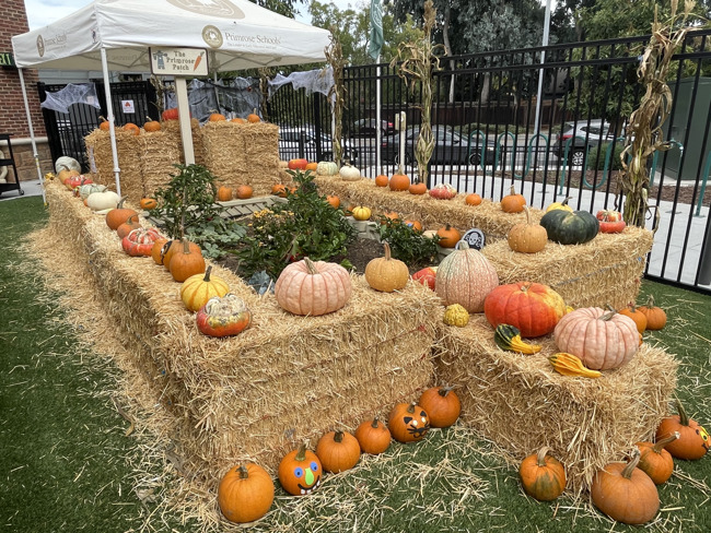 primrose patch filled with different pumpkins, hay bales, corn stalks, and spider web decorations 