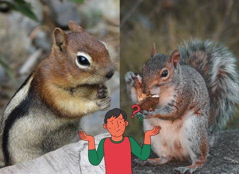chipmunks_vs_squirrels