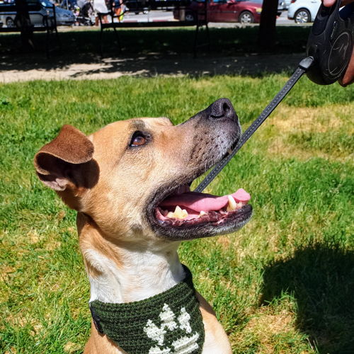 Bijpassende kap en hondenbandana