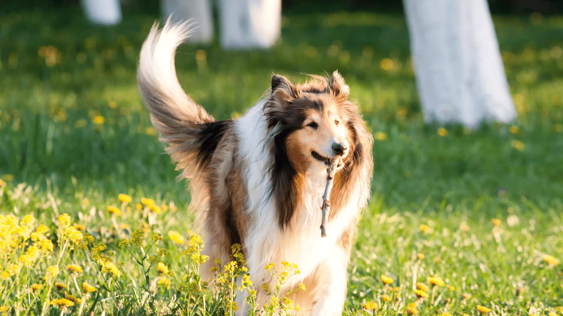 Glücklicher Hund