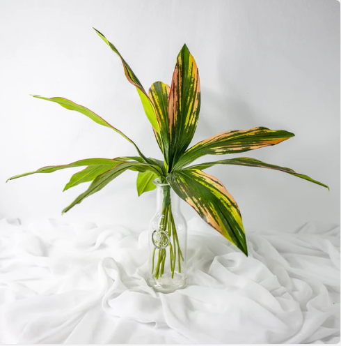 Cordyline Leaves (12 Pack) - Realistic Artificial Flowers
