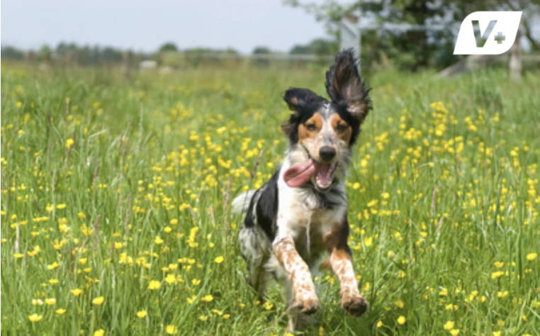 Excited dog frolicking through a flower field 
