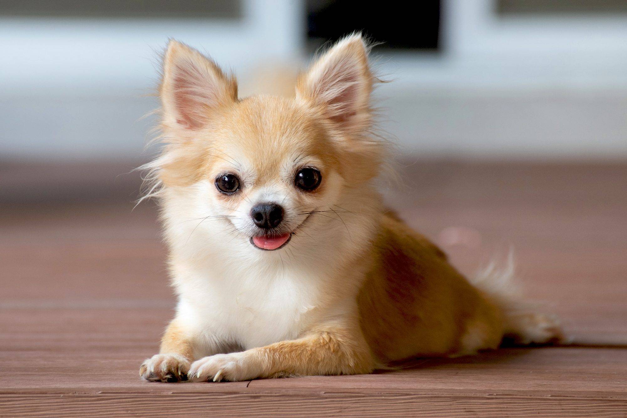are chihuahuas good family dogs