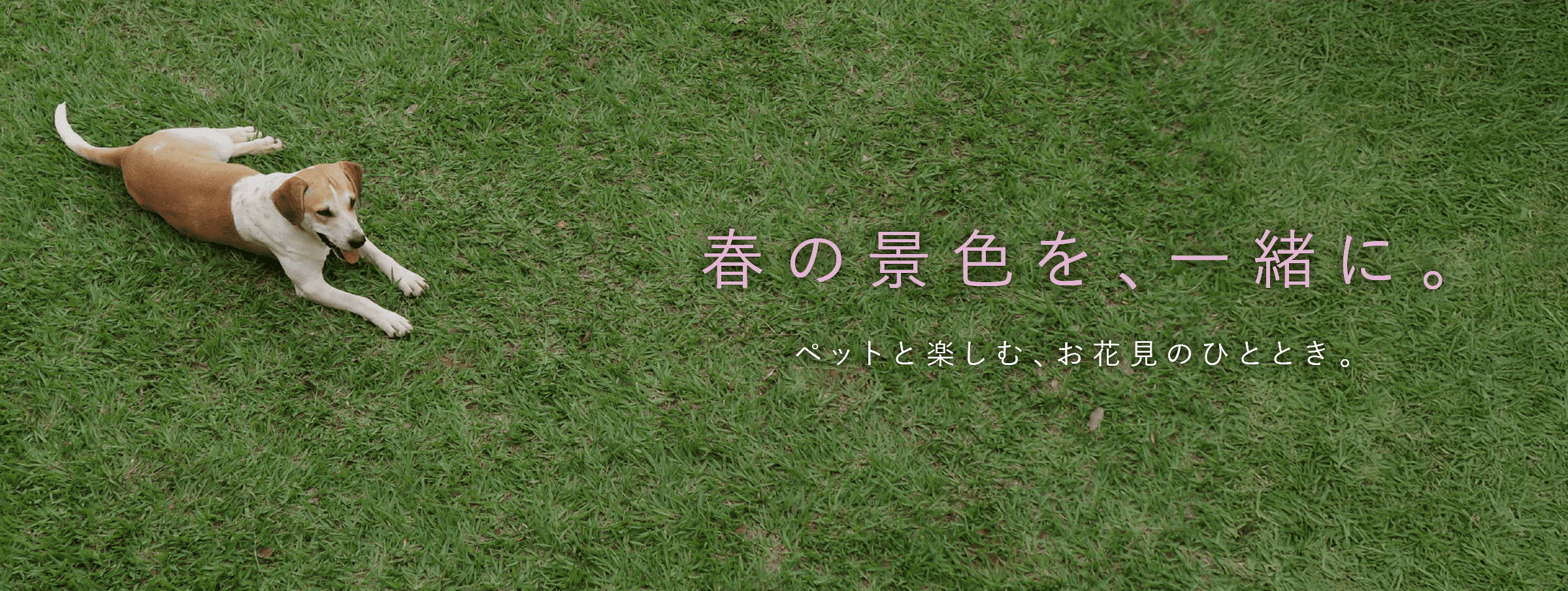 春の景色を、一緒に。 ペットと楽しむ、お花見のひととき。