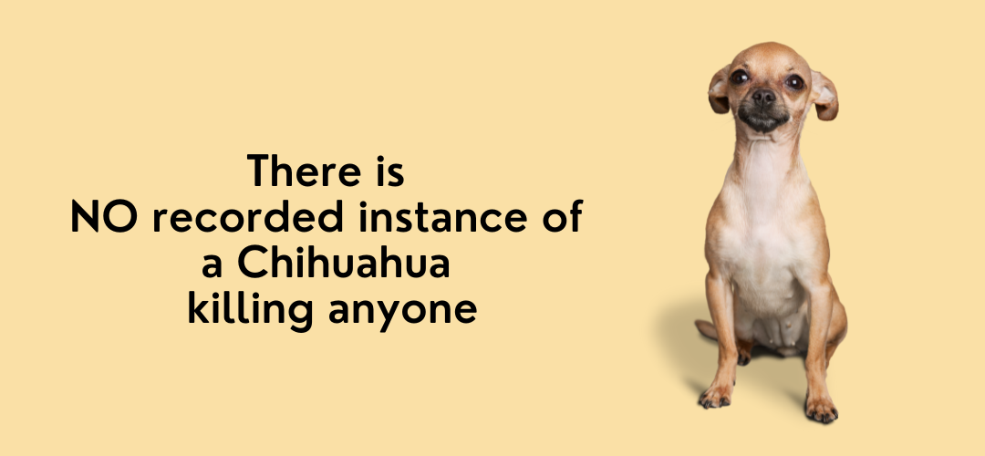 chihuahuas have never killed anyone