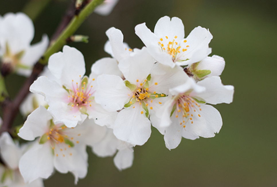  Balearen
- Mandelblüte Frühlingsbeginn im Nord Mallorca