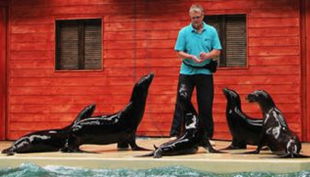 robbenhaven robben füttern