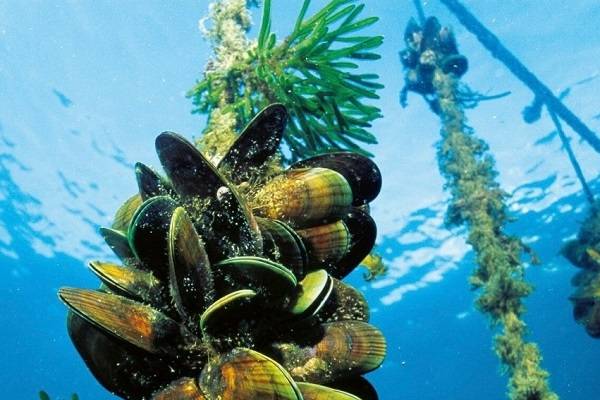 natural ropes for aquaculture & marine use
