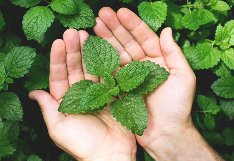 ミント保存方法