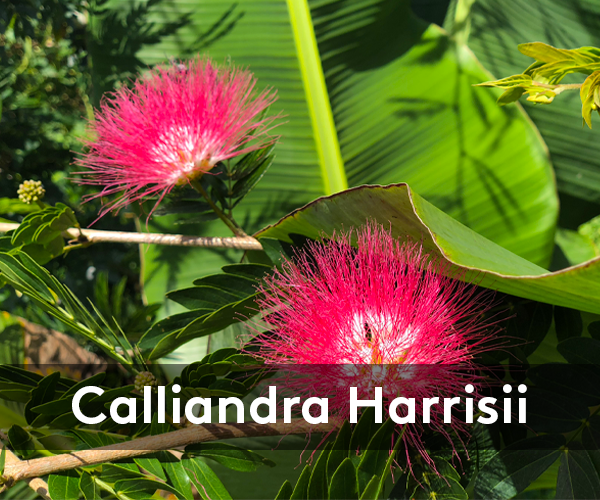 Calliandra Harrissi Crop