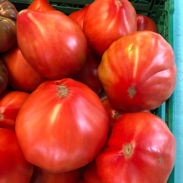 tomate-coeur-de-boeuf-lisse