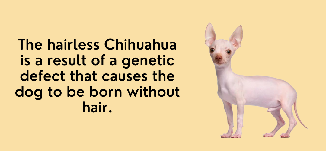 bald chihuahua