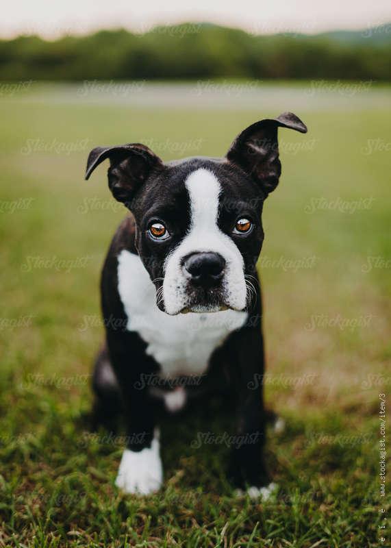 Boston Terrier looking at camera