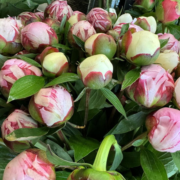 pivoines-roses-de-geneve