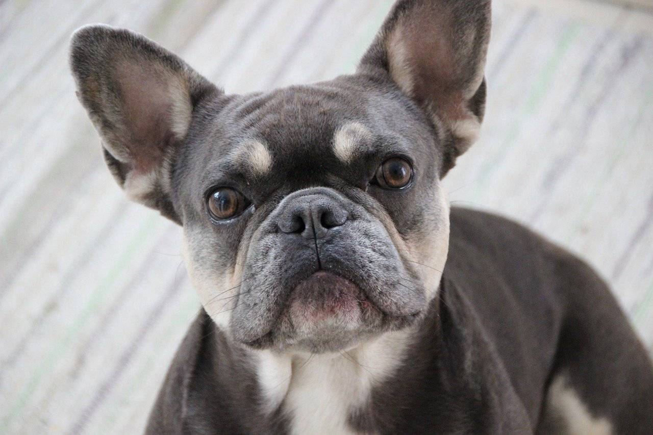 where does a french bulldog come from