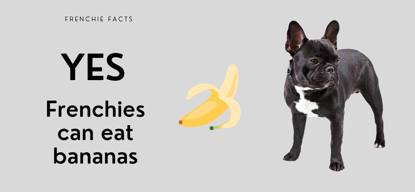 french bulldog eating banana