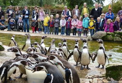 naturzoo rheine pinguin fütterung