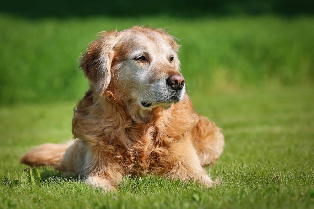 Golden Retriever senior dog sitting in the grass 