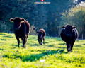 Wagyu-Rinder auf der Wiese